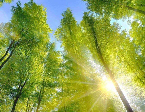 Wald